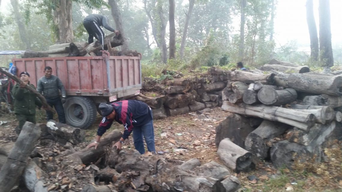 जाडो बढेपछि बराहक्षेत्रमा निःशुल्क दाउरा बाँडिदै