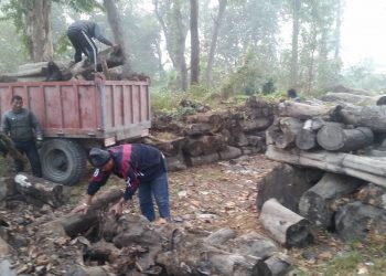 जाडो बढेपछि बराहक्षेत्रमा निःशुल्क दाउरा बाँडिदै