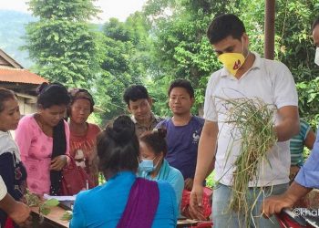कृषिबालीमा रोग किरा बढेसँगै बेलकामा घुम्तीबाली उपचार शिविर सञ्चालन