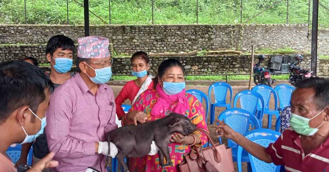 धरानका कृषकहरुलाई कालो बंगुरका पाठा/पाठी उपहार