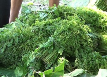 बेलबारीका स्थानीय निगुरो टिप्न व्यस्त